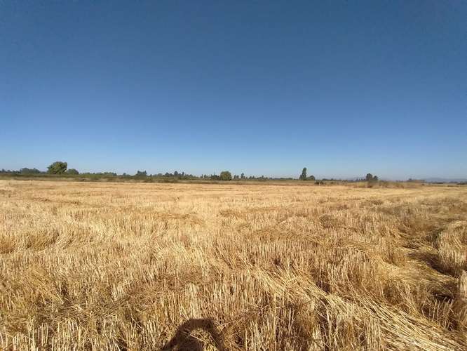 TERRENO AGRÍCOLA EN VENTA, CAMPO DE 60 HA, TENO
