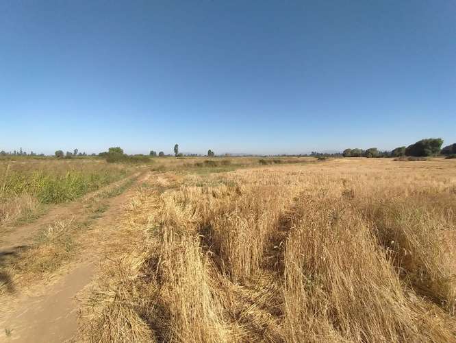 TERRENO AGRÍCOLA EN VENTA, CAMPO DE 60 HA, TENO