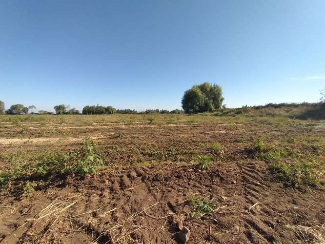 TERRENO AGRÍCOLA EN VENTA, CAMPO DE 60 HA, TENO