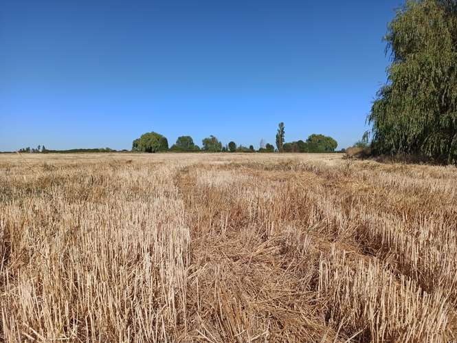 TERRENO AGRÍCOLA EN VENTA, CAMPO DE 60 HA, TENO