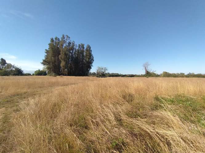 TERRENO AGRÍCOLA EN VENTA, CAMPO DE 60 HA, TENO