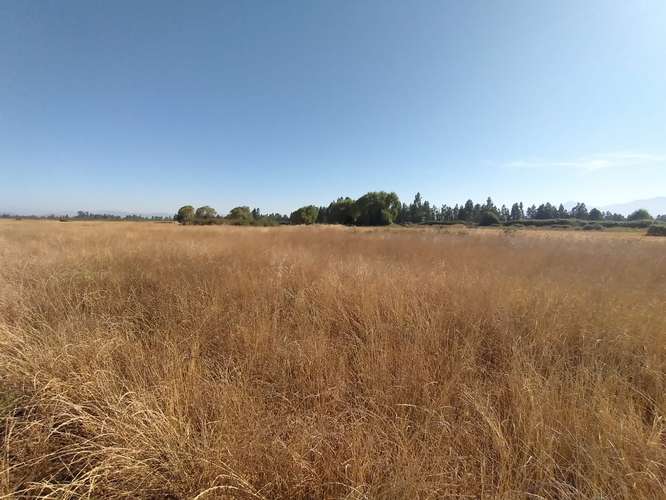 TERRENO AGRÍCOLA EN VENTA, CAMPO DE 60 HA, TENO