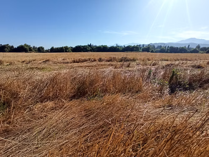 PROPIEDAD AGRÍCOLA EN VENTA, CAMPO DE 60 HA, TENO