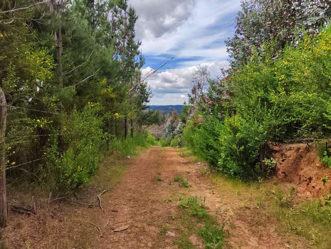 Parcelas venta  5000m2 , Talcamavida -  Hualqui, Crédito directo