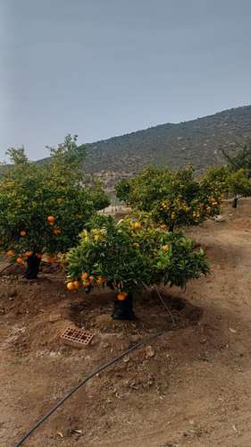 VIVIR COMO SOÑAMOS PARCELA CON FRUTALES LOMAS DEL ELQUI - Imagen 21