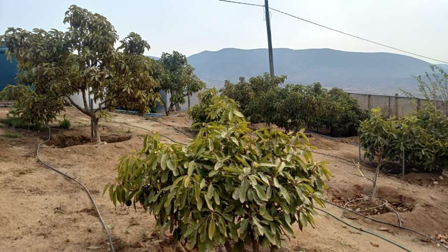 VIVIR COMO SOÑAMOS PARCELA CON FRUTALES LOMAS DEL ELQUI - Imagen 19