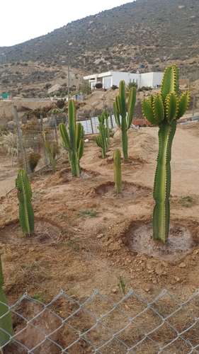 VIVIR COMO SOÑAMOS PARCELA CON FRUTALES LOMAS DEL ELQUI - Imagen 17