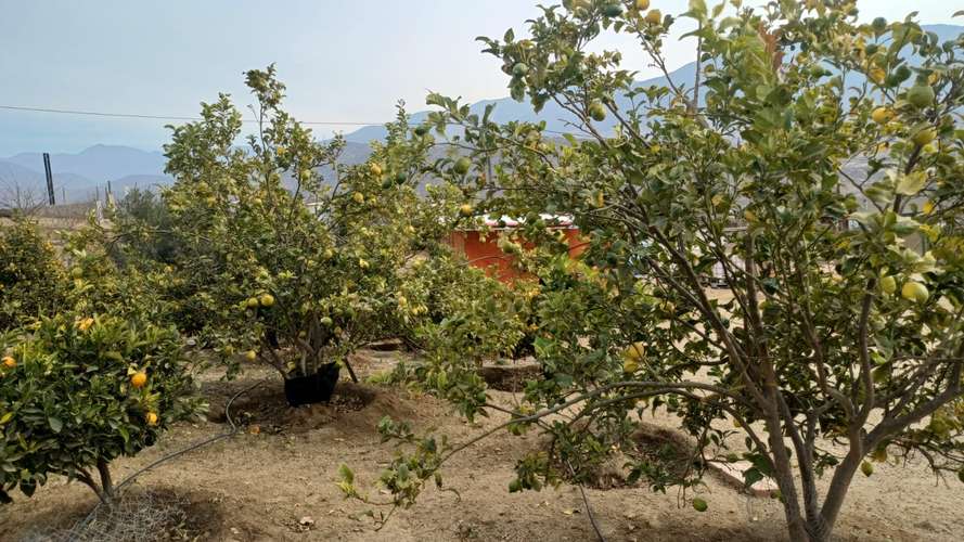 VIVIR COMO SOÑAMOS PARCELA CON FRUTALES LOMAS DEL ELQUI - Imagen 16