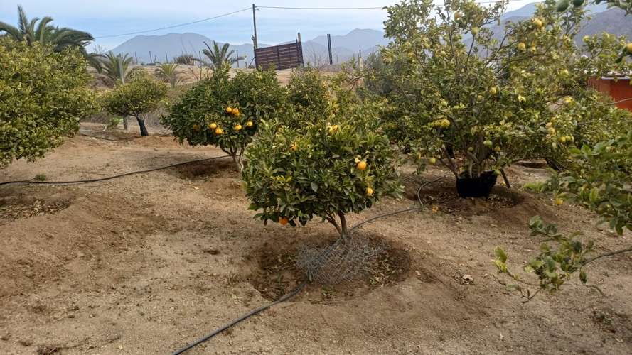 VIVIR COMO SOÑAMOS PARCELA CON FRUTALES LOMAS DEL ELQUI - Imagen 15