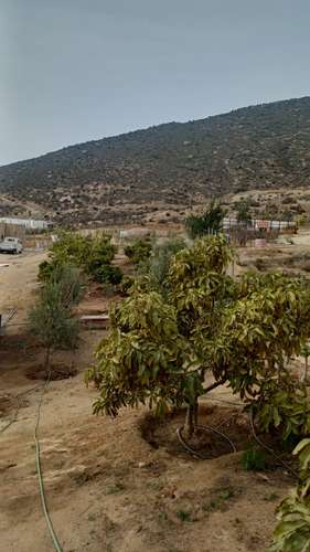 VIVIR COMO SOÑAMOS PARCELA CON FRUTALES LOMAS DEL ELQUI - Imagen 25