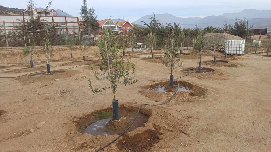VIVIR COMO SOÑAMOS PARCELA CON FRUTALES LOMAS DEL ELQUI - Imagen 23