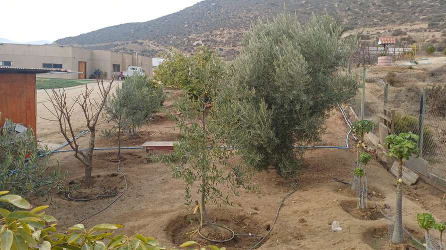 VIVIR COMO SOÑAMOS PARCELA CON FRUTALES LOMAS DEL ELQUI - Imagen 1
