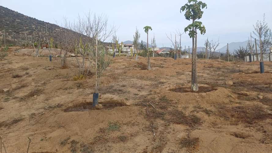 VIVIR COMO SOÑAMOS PARCELA CON FRUTALES LOMAS DEL ELQUI - Imagen 22