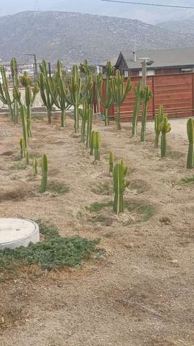 VIVIR COMO SOÑAMOS PARCELA CON FRUTALES LOMAS DEL ELQUI - Imagen 18
