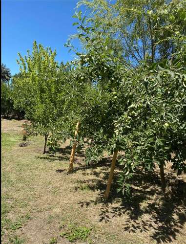 BELLISIMA PARCELA DE AGRADO CON ARBOLES FRUTALES COLTAUCO