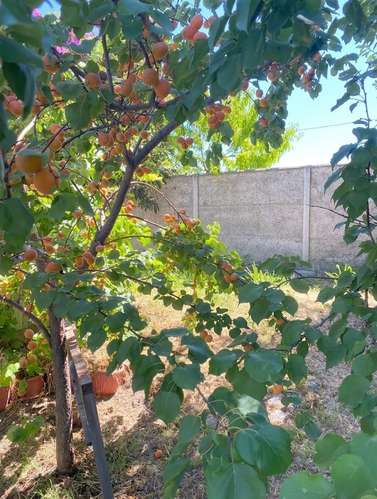 BELLISIMA PARCELA DE AGRADO CON ARBOLES FRUTALES COLTAUCO