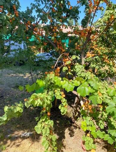 BELLISIMA PARCELA DE AGRADO CON ARBOLES FRUTALES COLTAUCO
