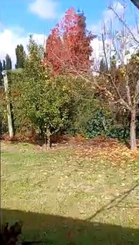 BELLISIMA PARCELA DE AGRADO CON ARBOLES FRUTALES COLTAUCO