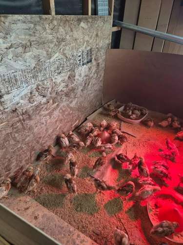 Pollitas