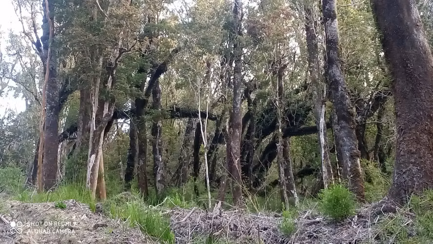VENTA  TERRENO TURISTICO 60 HECTAREAS SECTOR RIO CHEPU ANCUD