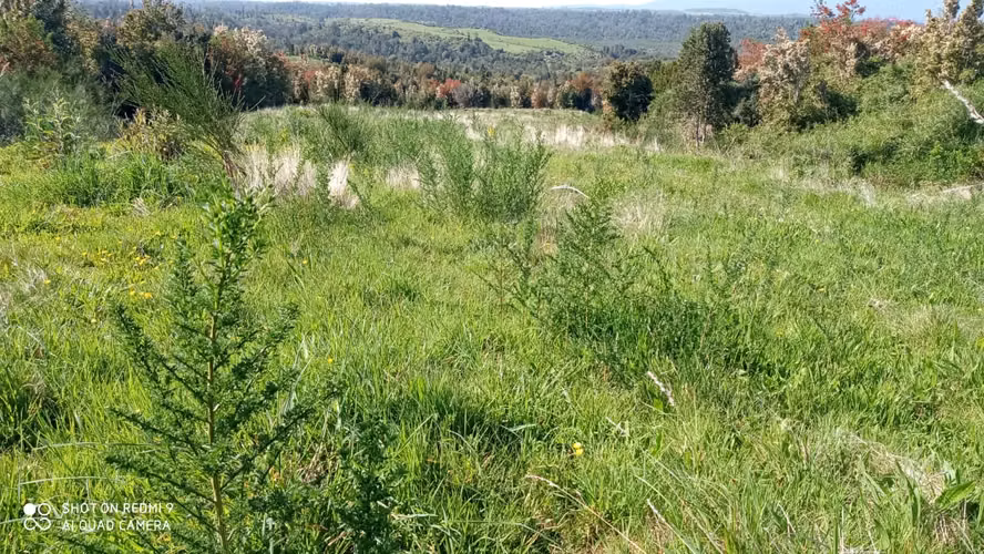 VENTA  TERRENO TURISTICO 60 HECTAREAS SECTOR RIO CHEPU ANCUD