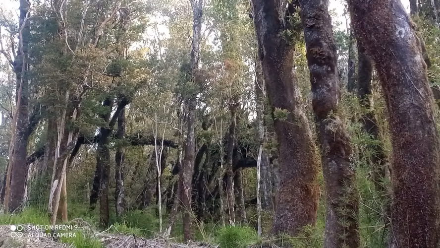 VENTA  TERRENO TURISTICO 60 HECTAREAS SECTOR RIO CHEPU ANCUD
