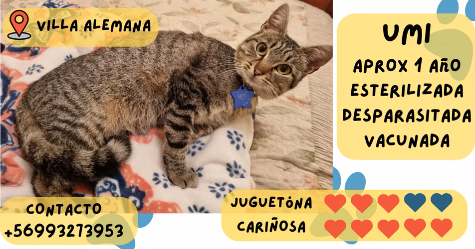 Hermosa gata en adopción responsable