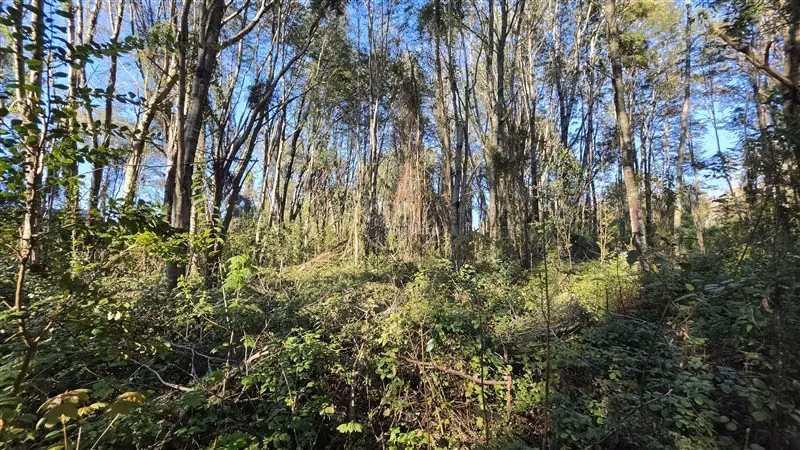 Sitio en venta en Vilcún - Imagen 17