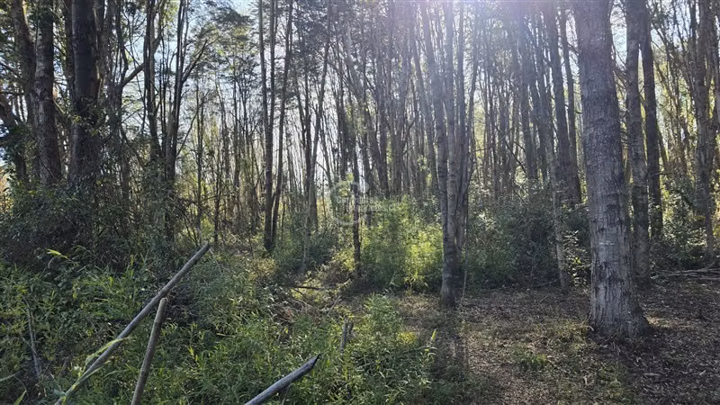 Sitio en venta en Vilcún - Imagen 14