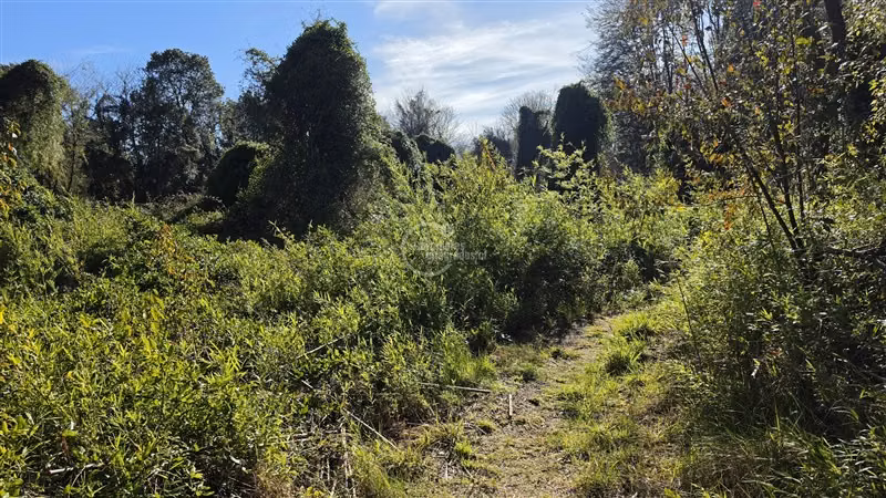 Sitio en venta en Vilcún - Imagen 12