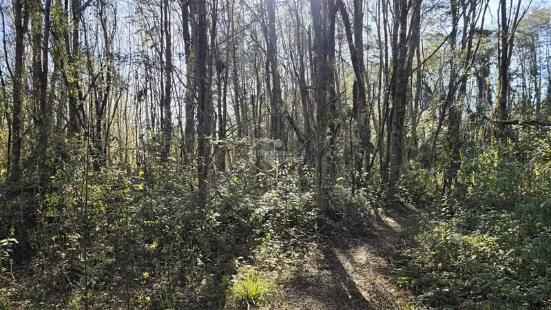 Sitio en venta en Vilcún - Imagen 15