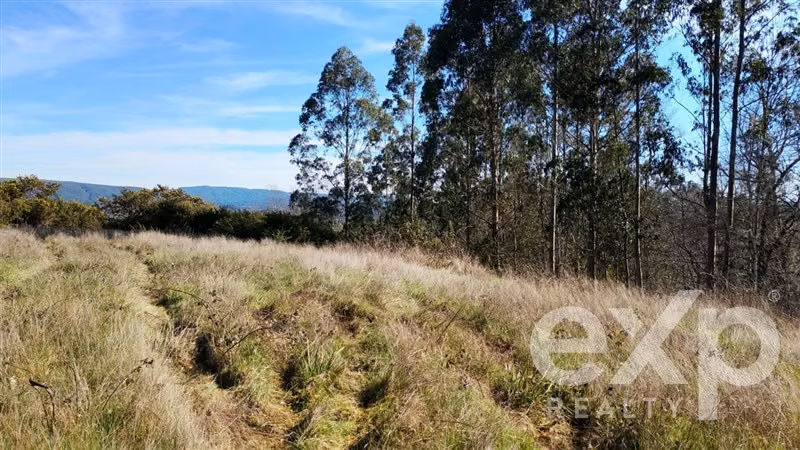 Agrícola en venta en Valdivia - Imagen 15