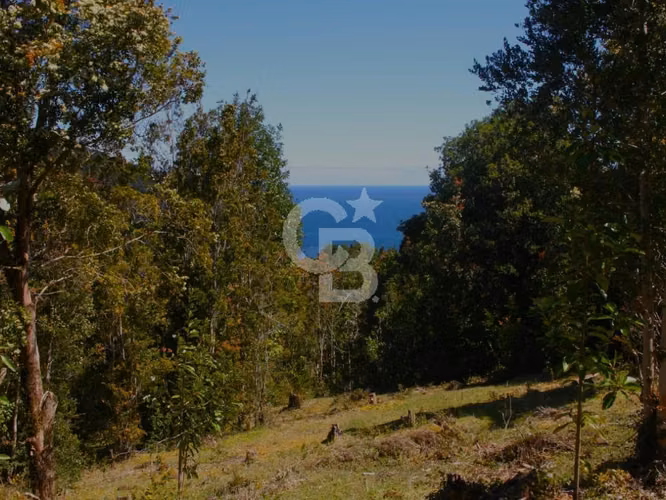 Bosques de San Carlos | Un refugio entre el bosque y el mar