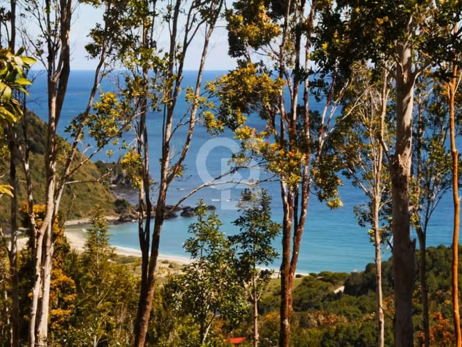 Bosques de San Carlos | Un refugio entre el bosque y el mar