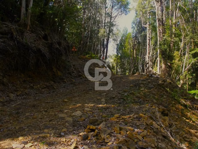 Bosques de San Carlos | Un refugio entre el bosque y el mar