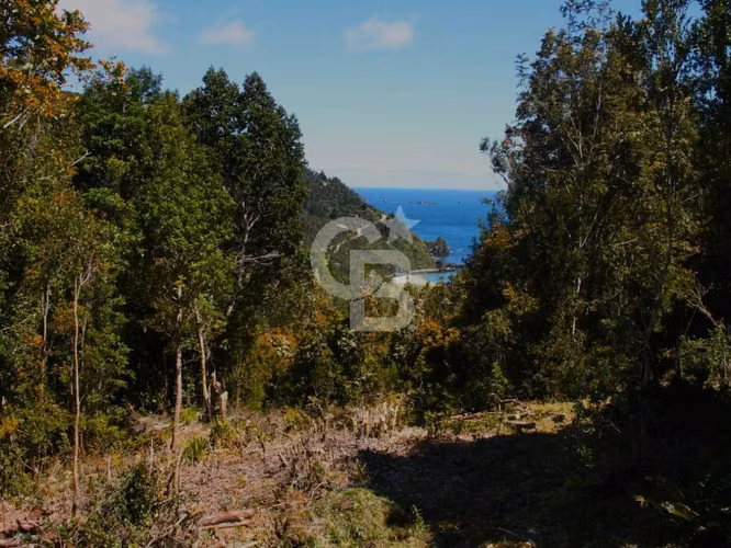 Bosques de San Carlos | Un refugio entre el bosque y el mar