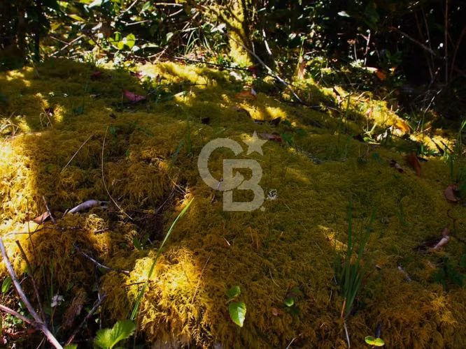 Bosques de San Carlos | Un refugio entre el bosque y el mar