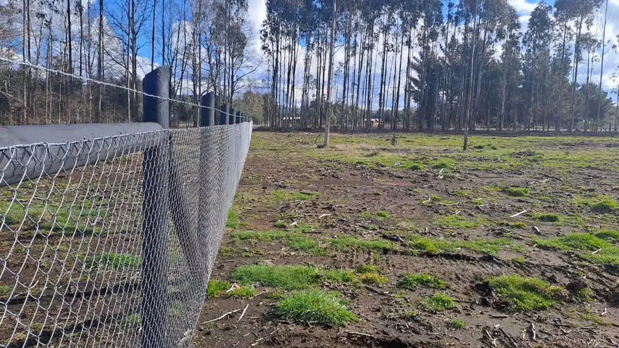 VENTA DE PARCELAS CERCA DE VILLARRICA - Imagen 6