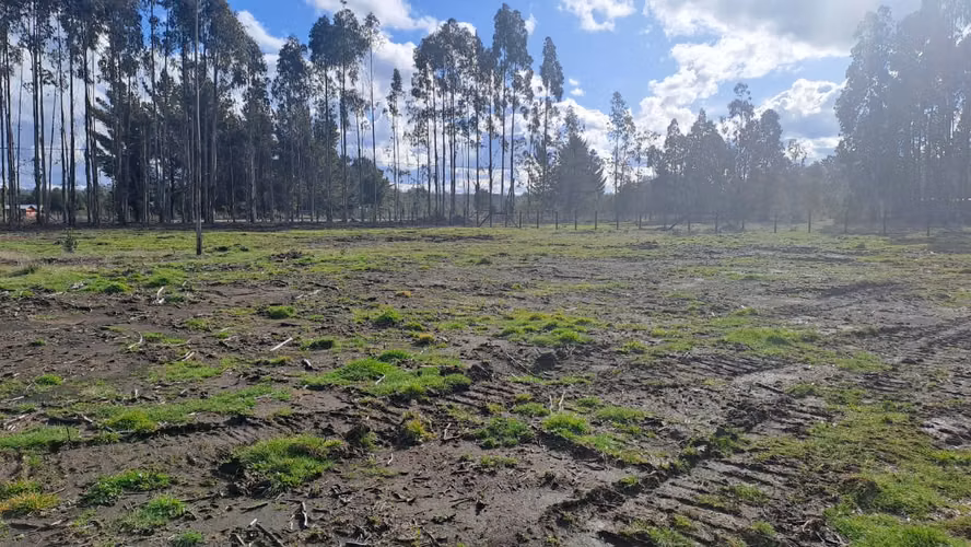 VENTA DE PARCELAS CERCA DE VILLARRICA - Imagen 8