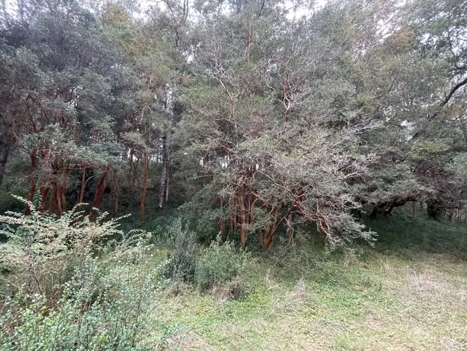 Hermosa parcela en sector El Rebellín, Valdivia - Imagen 7