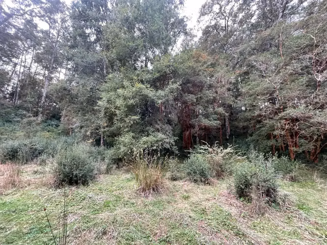 Hermosa parcela en sector El Rebellín, Valdivia - Imagen 6