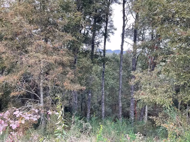 Hermosa parcela en sector El Rebellín, Valdivia - Imagen 4