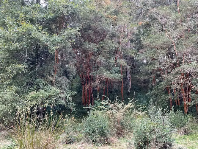 Hermosa parcela en sector El Rebellín, Valdivia - Imagen 8