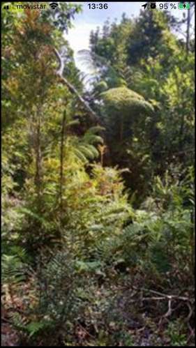 Campo de 15 hectáreas en Caleta Aulén - Hualaihué.