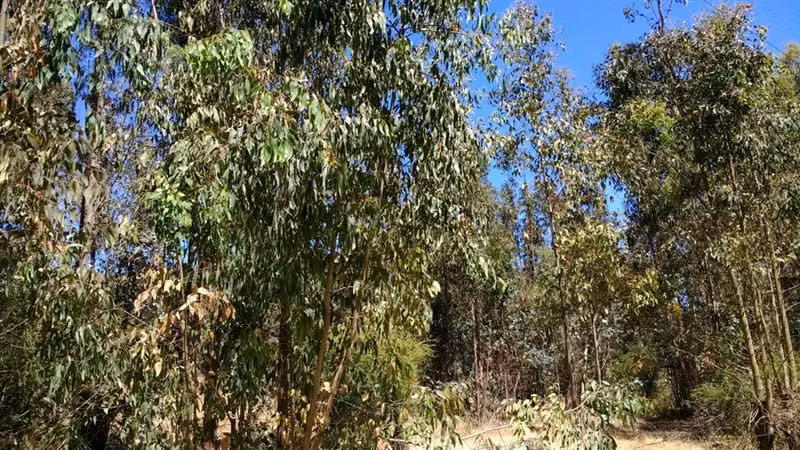 Parcela en venta en Villa Alemana - Imagen 4