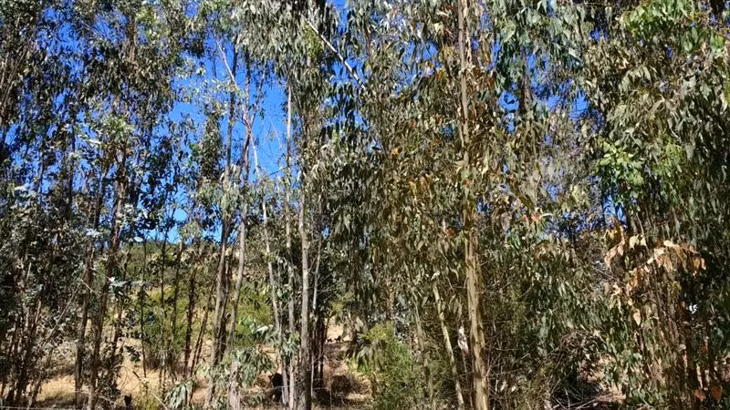 Parcela en venta en Villa Alemana - Imagen 9
