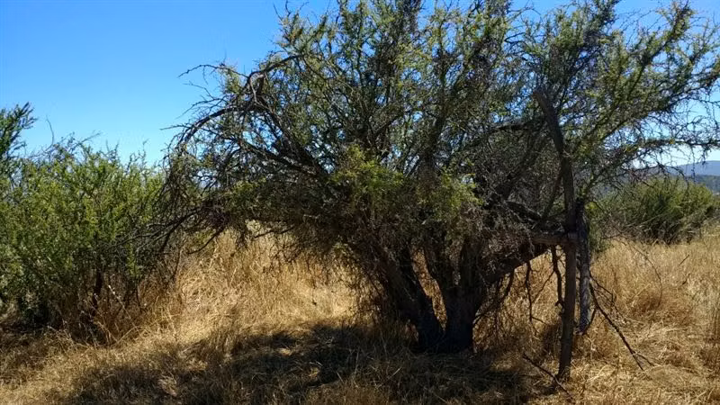 Parcela en venta en Villa Alemana - Imagen 6