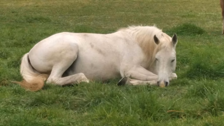 Caballo Manso para Niños