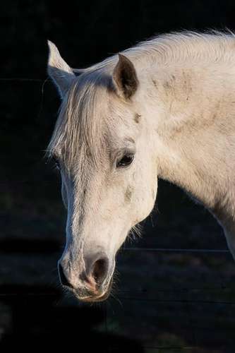 Caballo Manso para Niños