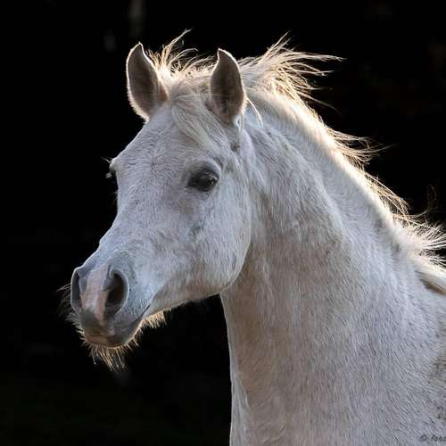 Caballo Manso para Niños